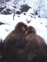 snow monkeys