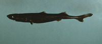 Etmopterus gracilispinis, Broadbanded lanternshark: