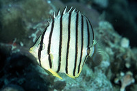 Chaetodon octofasciatus, Eightband butterflyfish: aquarium