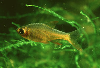 Rasbora vaterifloris, Pearly rasbora: aquarium