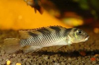 Nanochromis transvestitus, :