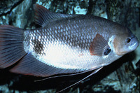 Osphronemus laticlavius, Giant red tail gourami: