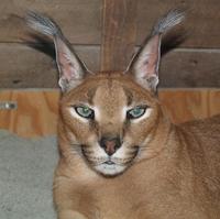 Image of: Caracal caracal (caracal)