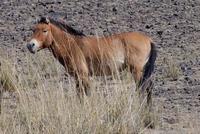 Image of: Equus caballus (horse), Equus caballus przewalskii (Przewalski's wild horse)