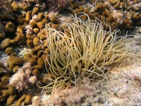 Anemonia sulcata