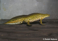 Triturus helveticus alonsoi