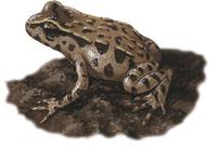 Image of: Leiopelma archeyi