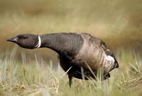 Branta bernicla - Brent Goose