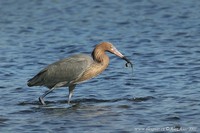 Egretta rufescens - Reddish Egret