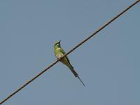 Merops orientalis - Little Green Bee-eater