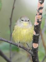 Vermivora celata - Orange-crowned Warbler