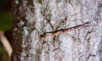 Image of: Diapheromera femorata (common walkingstick)