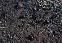Image of: Papilio eurymedon