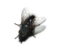 Image of: Tachinidae (tachinid flies)