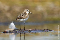 Image of: Calidris minutilla (least sandpiper)