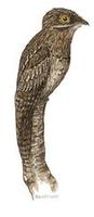 Image of: Nyctibius griseus (common potoo)