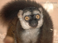 Eulemur fulvus albifrons