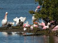 ...ite pelican), Ajaia ajaja (roseate spoonbill), Pelecanus occidentalis (brown pelican)