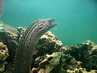 Gymnothorax favagineus - Laced Moray