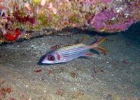Neoniphon sammara