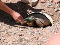 Image of: Gopherus agassizii (desert tortoise)