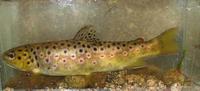 Salmo trutta fario - Brown Trout