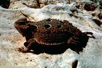 Phrynosoma hernandesi - Greater Short-horned Lizards