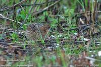 Blue-breasted Quail - Coturnix chinensis
