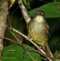 Finsch's Bulbul - Alophoixus finschii