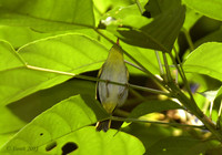 Yellow-vented Warbler - Phylloscopus cantator