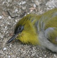 Togian White-eye - Zosterops somadikartai