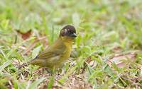 Common Bush-Tanager (Chlorospingus ophthalmicus) photo