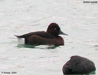 Ferruginous Pochard - Aythya nyroca