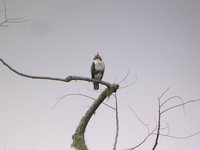 Rufous-bellied Eagle - Aquila kienerii