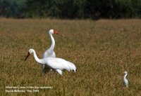 Siberian Crane - Grus leucogeranus