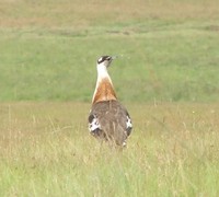 Stanley Bustard - Neotis denhami