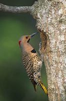 Northern Flicker (Colaptes auratus) photo