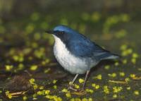 Siberian Blue Robin (Luscinia cyane) photo