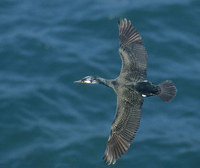 Japanese (Temminck's) Cormorant (Phalacrocorax capillatus) photo