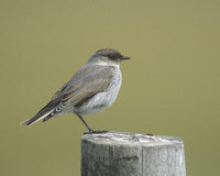 Dark-faced Ground-Tyrant (Muscisaxicola macloviana) photo