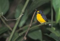 Yellow-throated Euphonia (Euphonia hirundinacea) photo