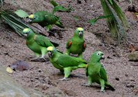 Yellow-crowned Parrot - Amazona ochrocephala