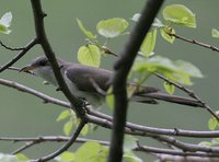 Yellow-billed Cuckoo - Coccyzus americanus