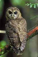 Spotted Owl - Strix occidentalis