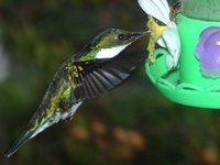 White-throated Hummingbird - Leucochloris albicollis