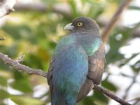 Citreoline Trogon - Trogon citreolus