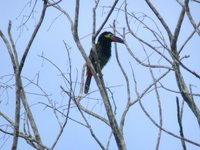 Guianan Toucanet - Selenidera culik