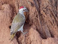 Bennett's Woodpecker - Campethera bennettii