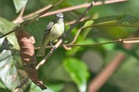 White-lored Tyrannulet - Ornithion inerme