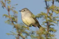 White-crested Tyrannulet - Serpophaga subcristata